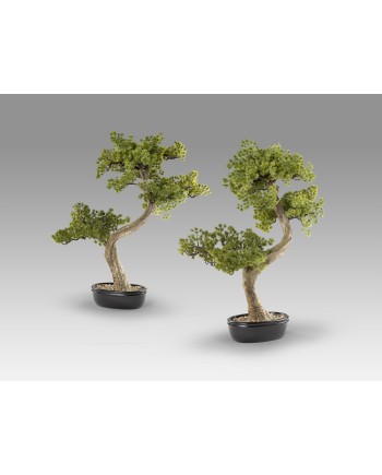 BANKAN II - BONSAI 49CM- SET 2
